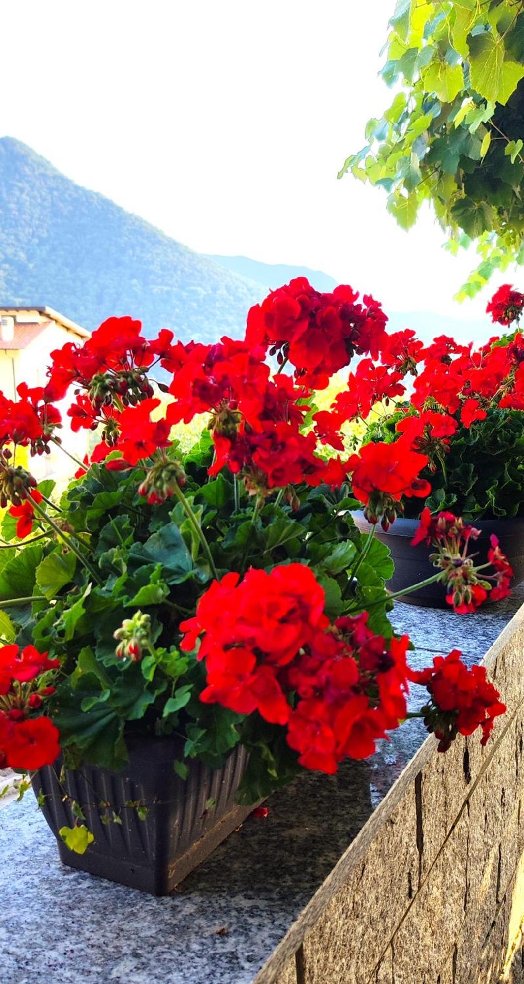 Ristorante Bellavista Con Locanda Veleso エクステリア 写真